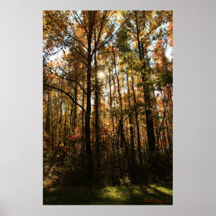 Fall Trees Poster