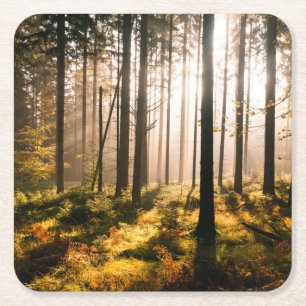 Fall-Wald mit Sunrays Rechteckiger Pappuntersetzer