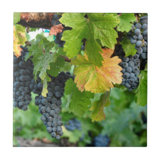 Fall-Weinreben ~ Napa Valley Fliese