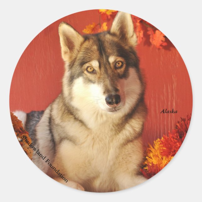 Fall Wolf Sticker (Vorderseite)