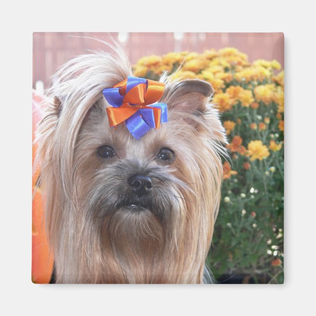 Fall Yorkie Fun Magnet (Vorne)