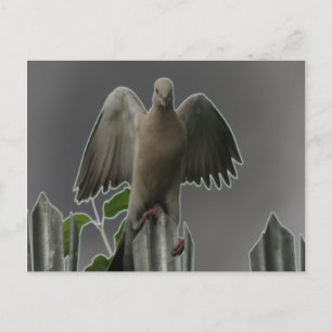 Fallen Angel Dove Postcard Postkarte