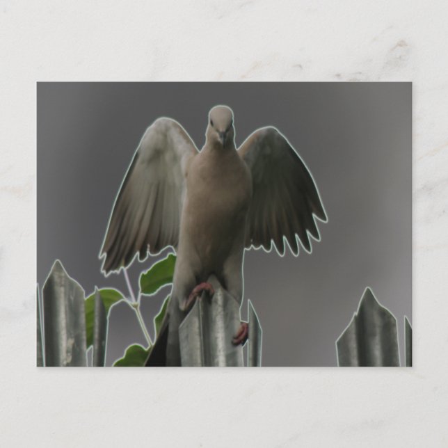 Fallen Angel Dove Postcard Postkarte (Vorderseite)