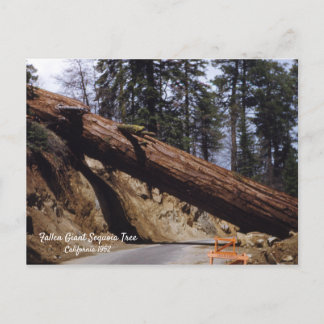 Fallen Giant Sequoia Tree California 1952 Postkarte