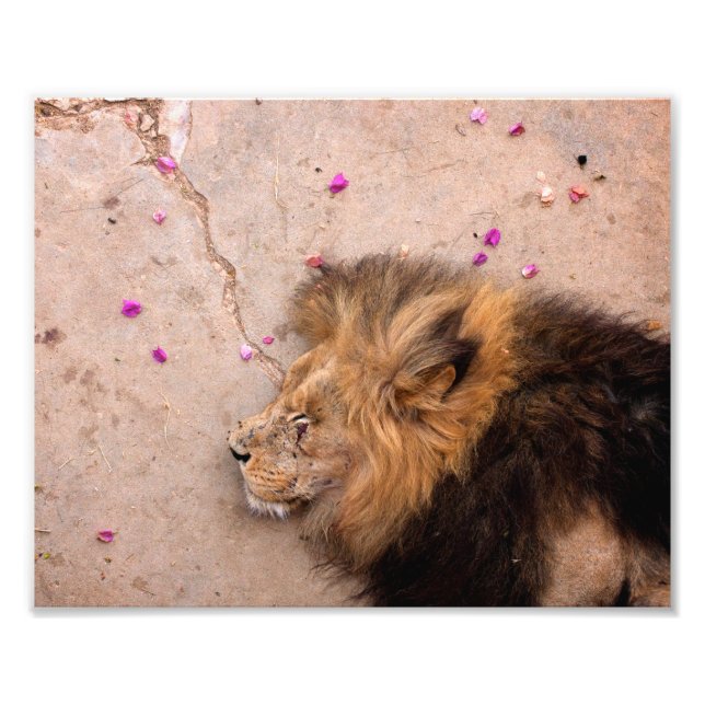 Fallen King Fotodruck (Vorne)