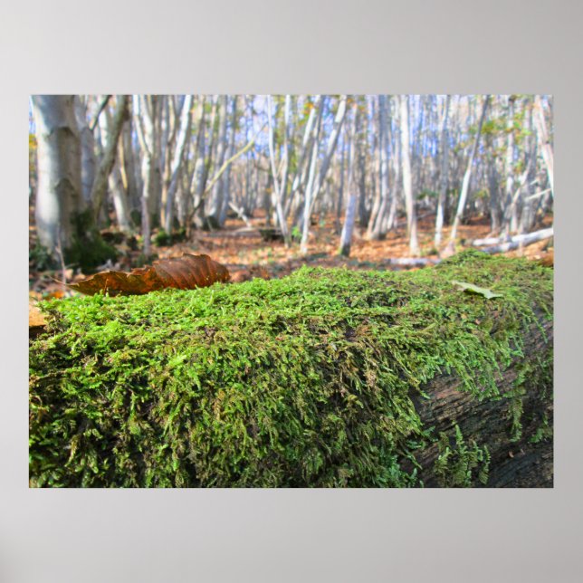 Fallen Tree in Autumn Moss  - Personalised Poster (Vorne)
