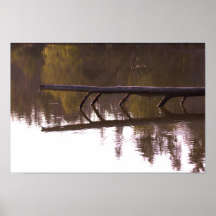 Fallen Tree Reflection Poster