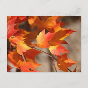 Fallende Reds Postkarte