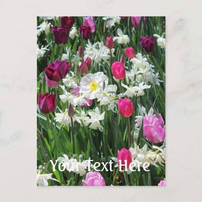 Fallende romantische Frühlingsvormitte Postkarte (Vorderseite)