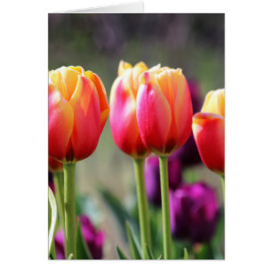 Fallende Tulips-Flamme