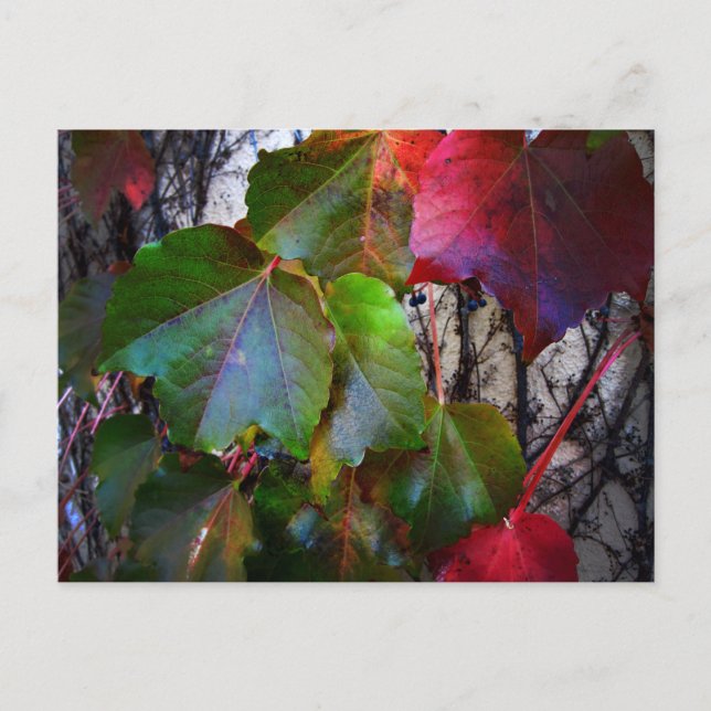 Fallfarbe Postkarte (Vorderseite)