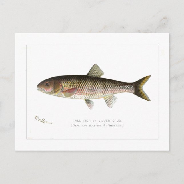 Fallfisch oder Silber Chub Postkarte (Vorderseite)