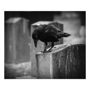 Falling Friedhof Crow Fotodruck