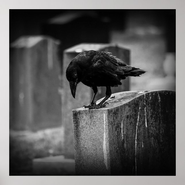 Falling Friedhof Crow Poster (Vorne)