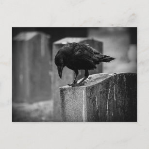 Falling Friedhof Crow Postkarte