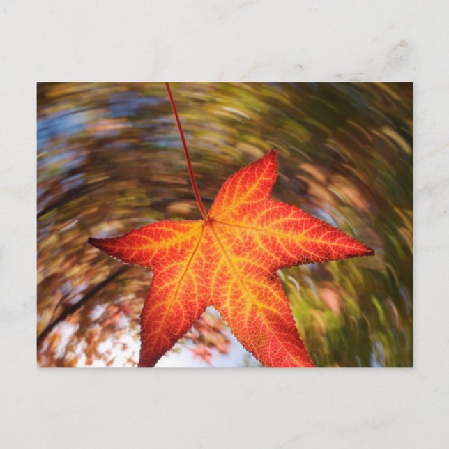 Falling Leaf from a tree in autumn Postkarte (Vorderseite)
