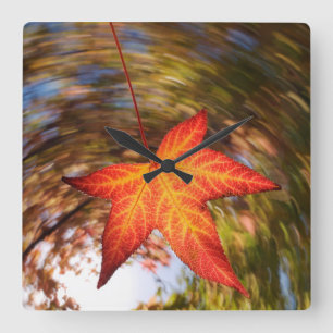 Falling Leaf from a tree in autumn Quadratische Wanduhr