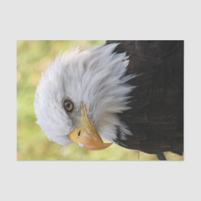Falln Bald Eagle Liberty Seidenpapier (Vorderseite)