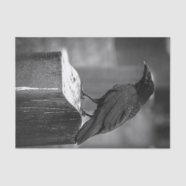 Falln fand eine Feder Seidenpapier (Vorderseite)