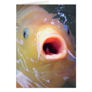 Falln Singing Ghost Koi