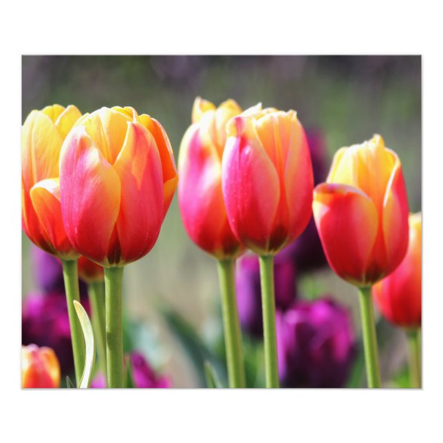 Falln Tulips Aflm Fotodruck (Vorne)
