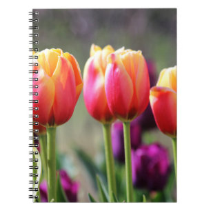Falln Tulips Aflm Notizblock