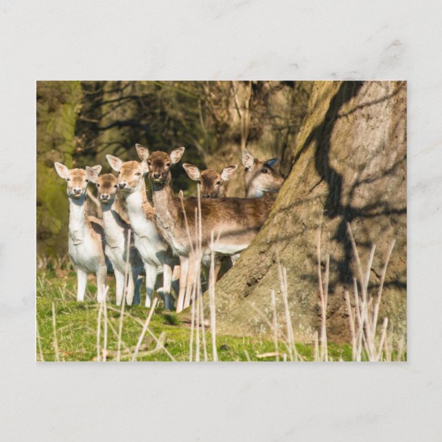 Fallow Deer at Holkham park in Norfolk England Postkarte (Vorderseite)