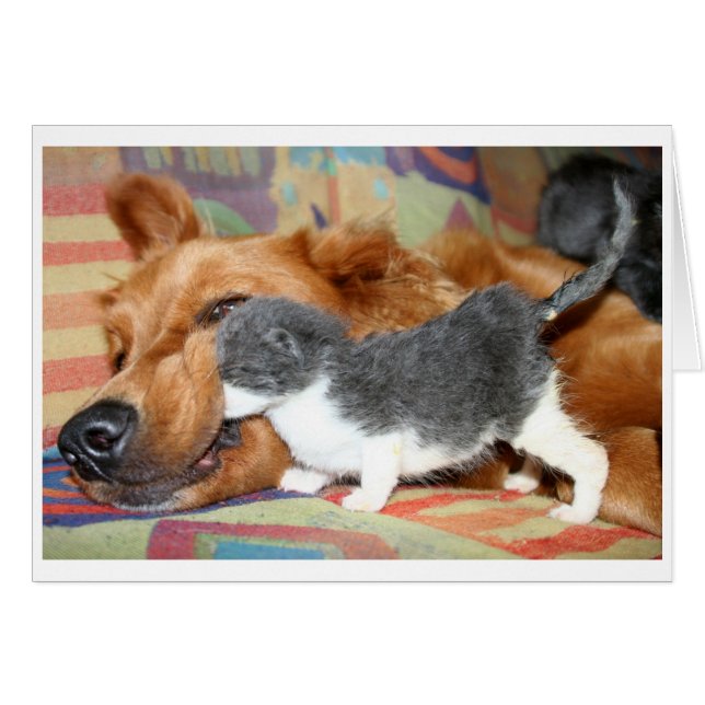 Falsch? (Vorderseite (Horizontal))