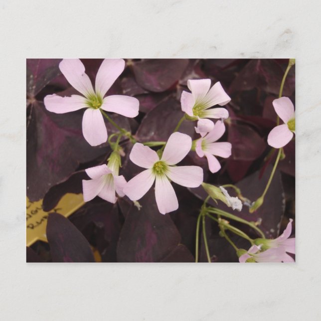 False Kleeblatt Oxalis Triangularis Postkarte (Vorderseite)