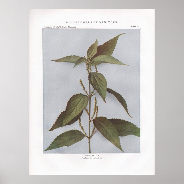 False Nettle - Boehmeria zylinderrica Poster (Vorne)
