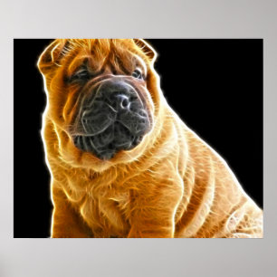 Falten, der Chinesische Shar Pei Welpe Hund Poster