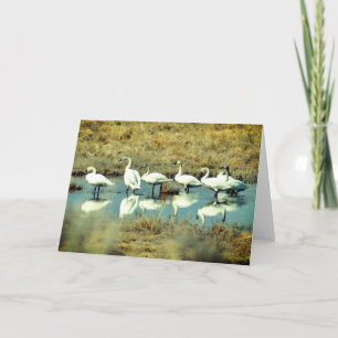 Faltkarte mit Foto der Schwäne Karte