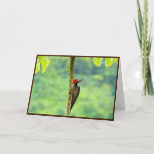 Faltkarte Woodpecker Dankeskarte