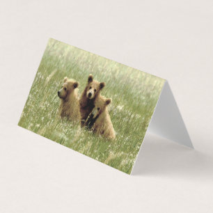 Faltschachtel für Grizzlybären und Knochen