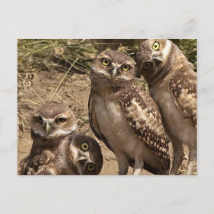 Fam uil postkarte