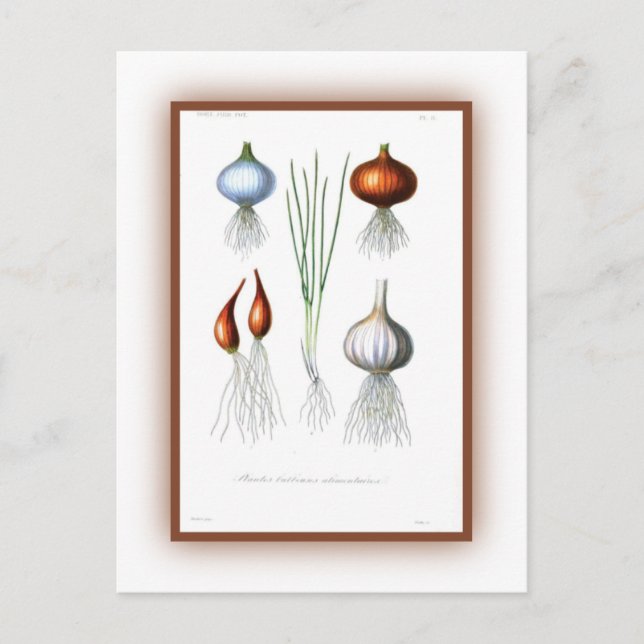 Familie Allium Postkarte (Vorderseite)