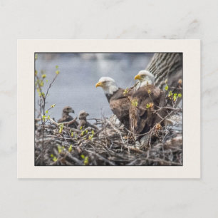 Familie Bald Eagle Postkarte