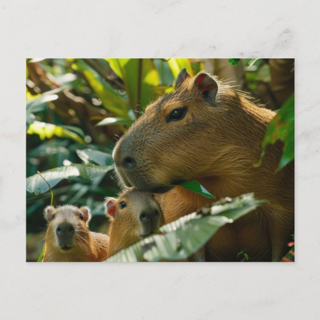 Familie Capybara im tropischen Habitat Postkarte (Vorderseite)
