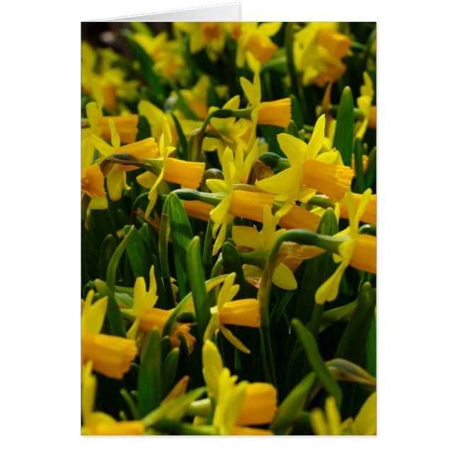 Familie Daffodil (Vorne)