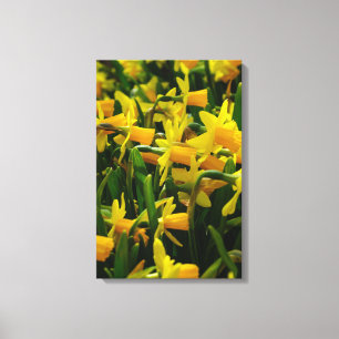 Familie Daffodil Leinwanddruck