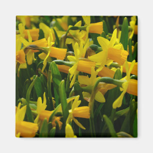Familie Daffodil Magnet