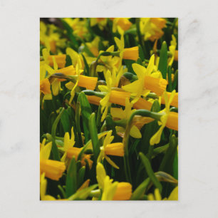 Familie Daffodil Postkarte