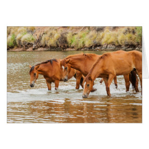 Familie der Braunen Pferde am Fluss