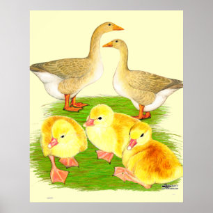 Familie der Buff-Gänse Poster