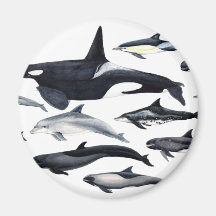 Familie der Delphine: orcas, Delphine, marsopas,