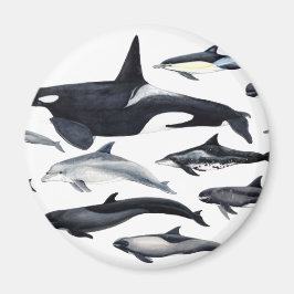 Familie der Delphine: orcas, Delphine, marsopas, Magnet