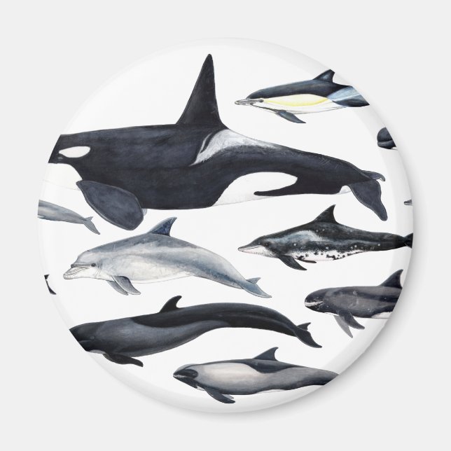 Familie der Delphine: orcas, Delphine, marsopas, Magnet (Vorne)