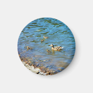 Familie der Enten Magnet