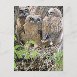 Familie der Großen Hornhühner (Bubo virginianus) Postkarte
