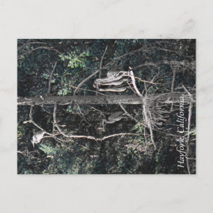 Familie der Helonen... Postkarte